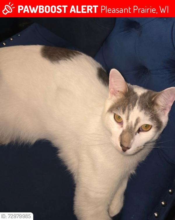 Lost Male Cat last seen HWY 165 &28th Ave, Pleasant Prairie, WI 53158