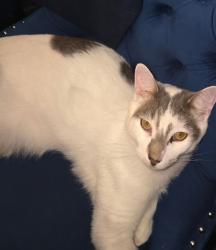 Lost Male Cat last seen HWY 165 &28th Ave, Pleasant Prairie, WI 53158
