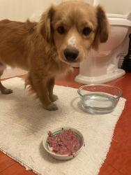 Reunited Male Dog last seen Center and 9th, Oakland, CA 94607
