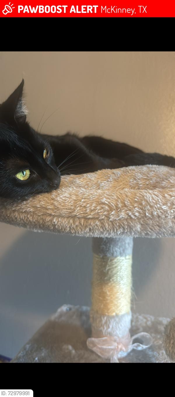 Lost Female Cat last seen Skyline Dr , McKinney, TX 75071