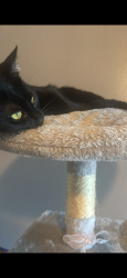 Lost Female Cat last seen Skyline Dr , McKinney, TX 75071