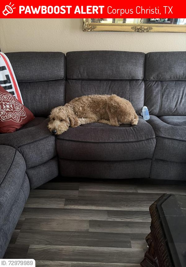 Lost Male Dog last seen Staples , Corpus Christi, TX 78411