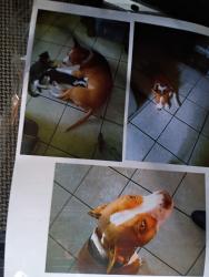 Lost Male Dog last seen Near st south , St. Petersburg, FL 33711