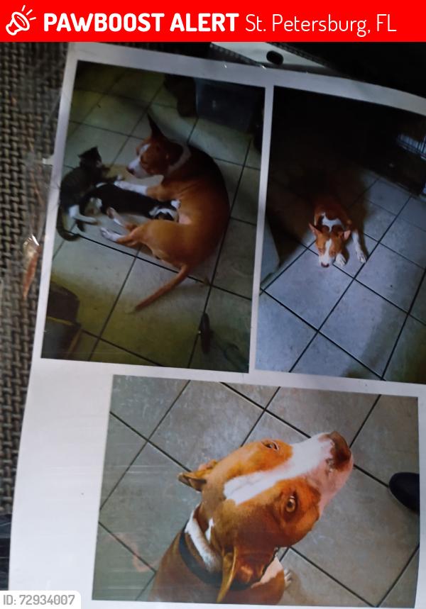 Lost Male Dog last seen Near st south , St. Petersburg, FL 33711