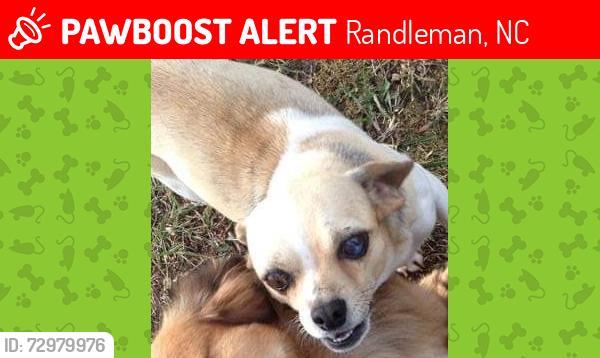 Lost Male Dog last seen Main Street, randleman foodlion , Randleman, NC 27317