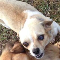 Lost Male Dog last seen Main Street, randleman foodlion , Randleman, NC 27317