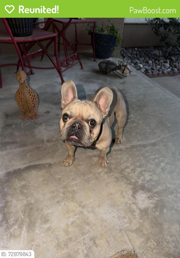 Reunited Male Dog last seen Brisa Del Mar, El Paso, TX 79912