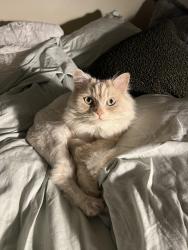 Lost Male Cat last seen 52nd pl sw, boulevard bluffs , Everett, WA 98203
