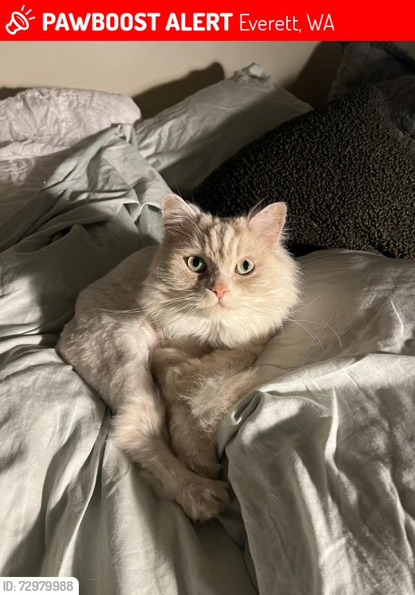 Lost Male Cat last seen 52nd pl sw, boulevard bluffs , Everett, WA 98203