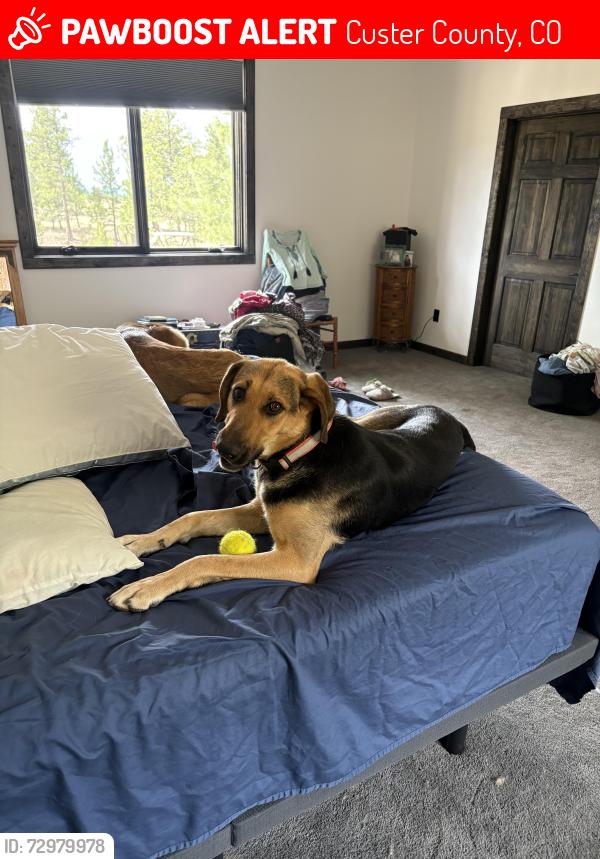 Lost Female Dog last seen County Rd 328 & County Rd 323, Rosita, Co, Custer County, CO 81252