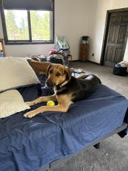 Lost Female Dog last seen County Rd 328 & County Rd 323, Rosita, Co, Custer County, CO 81252