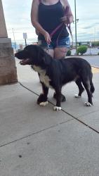 Reunited Male Dog last seen Hubbard rd, Battle Creek, MI 49037