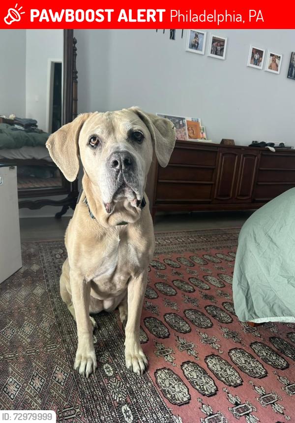 Lost Female Dog last seen 19th and Carpenter, Philadelphia, PA 19146