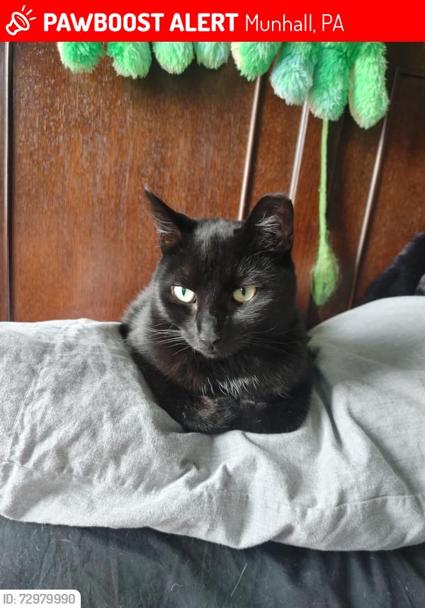 Lost Female Cat last seen Near Longfellow dr and West run road, Munhall, PA 15120