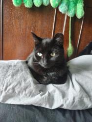 Lost Female Cat last seen Near Longfellow dr and West run road, Munhall, PA 15120