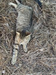 Reunited Female Cat last seen Grace Ave, Panama City, FL, USA, Panama City, FL 32401
