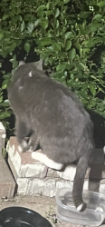 Found/Stray Unknown Cat last seen Sheridan rd and 13th st. , Zion, IL 60099