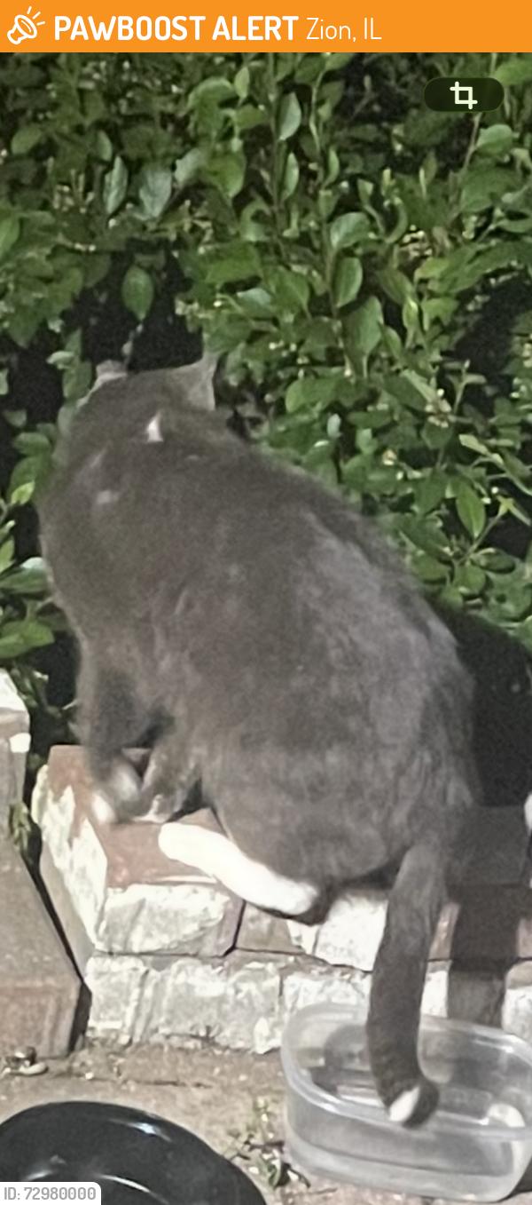 Found/Stray Unknown Cat last seen Sheridan rd and 13th st. , Zion, IL 60099