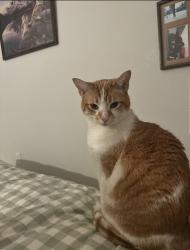 Reunited Male Cat last seen E Dartmouth Ave , Denver, CO 80222