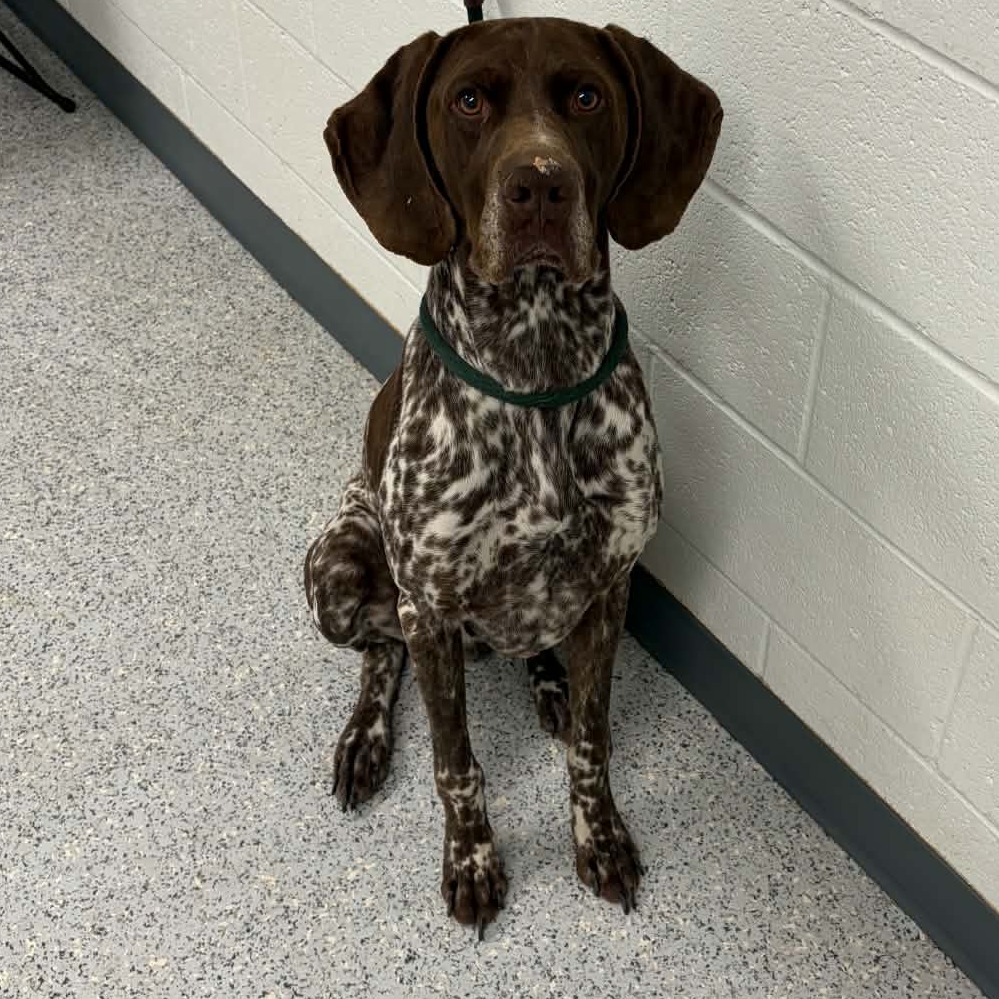 Shelter Stray Male Dog last seen , 5801 Graye Ln, Caldwell, ID 83607, USA