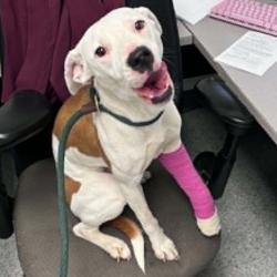 Shelter Stray Female Dog last seen , 5801 Graye Ln, Caldwell, ID 83607, USA