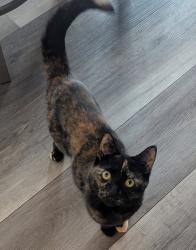 Lost Female Cat last seen Doverdoon/Balldoon/McNaughton, Chatham, ON N7L