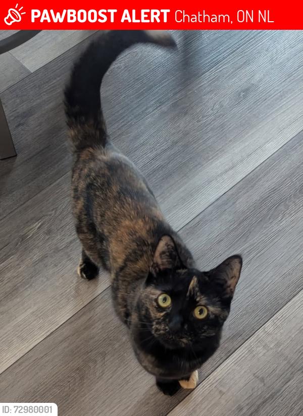 Lost Female Cat last seen Doverdoon/Balldoon/McNaughton, Chatham, ON N7L