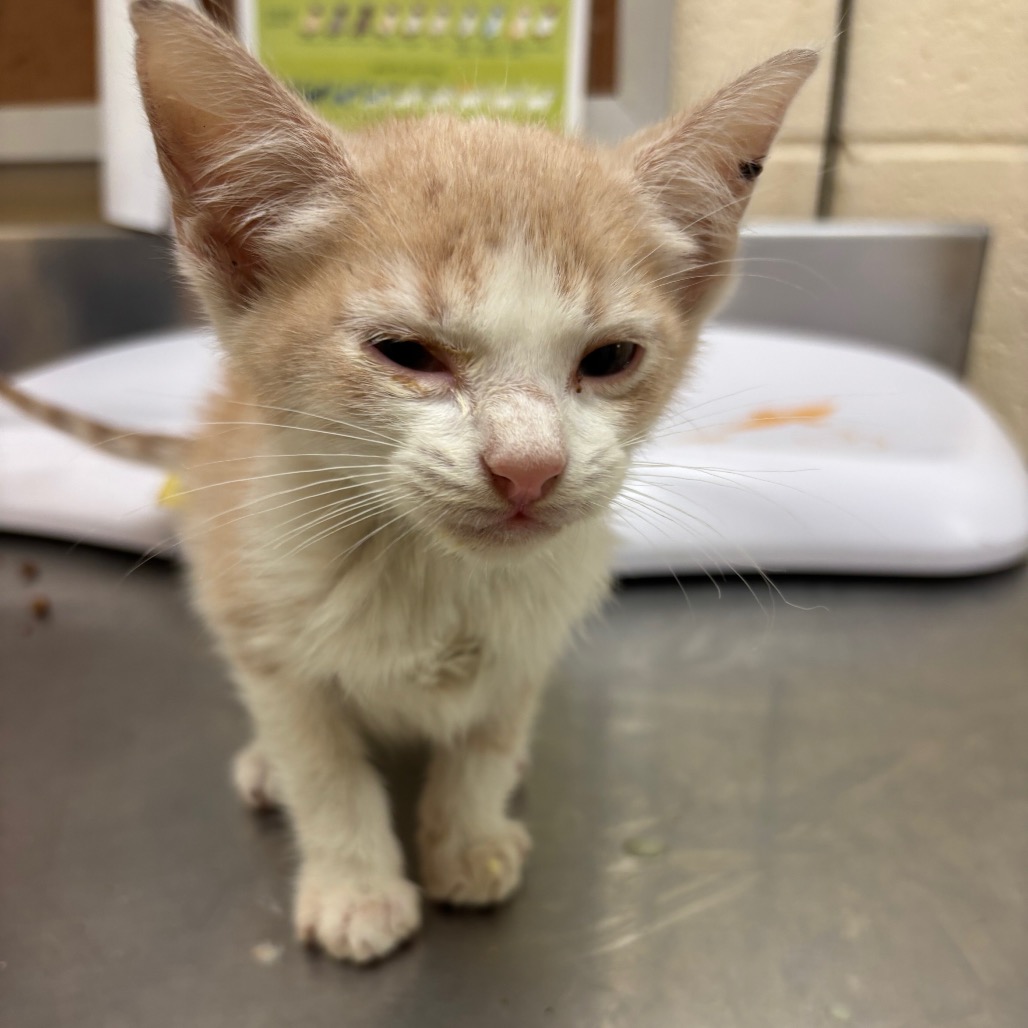 Shelter Stray Male Cat last seen , Memphis, TN 38133