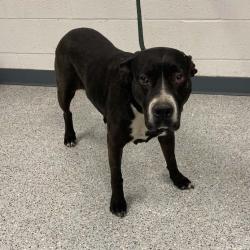 Shelter Stray Female Dog last seen , 5801 Graye Ln, Caldwell, ID 83607, USA