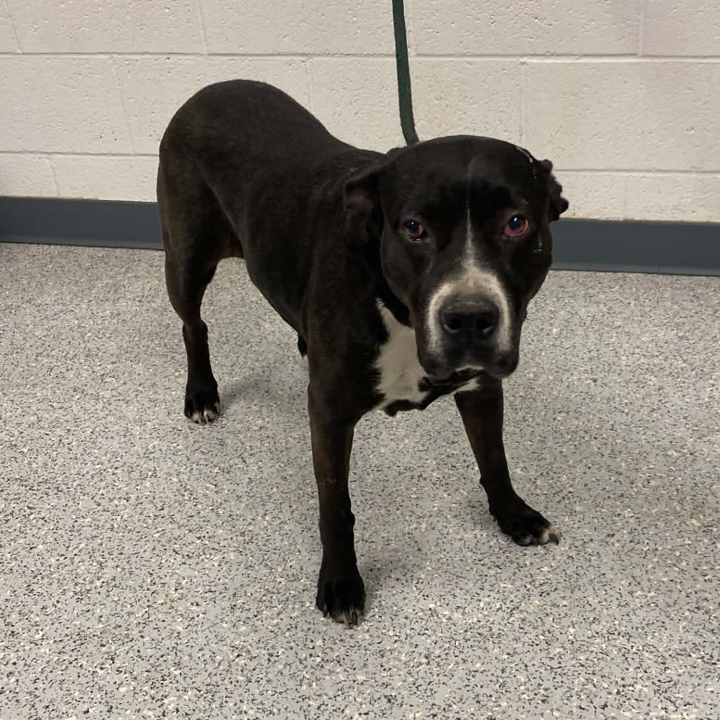 Shelter Stray Female Dog last seen , 5801 Graye Ln, Caldwell, ID 83607, USA