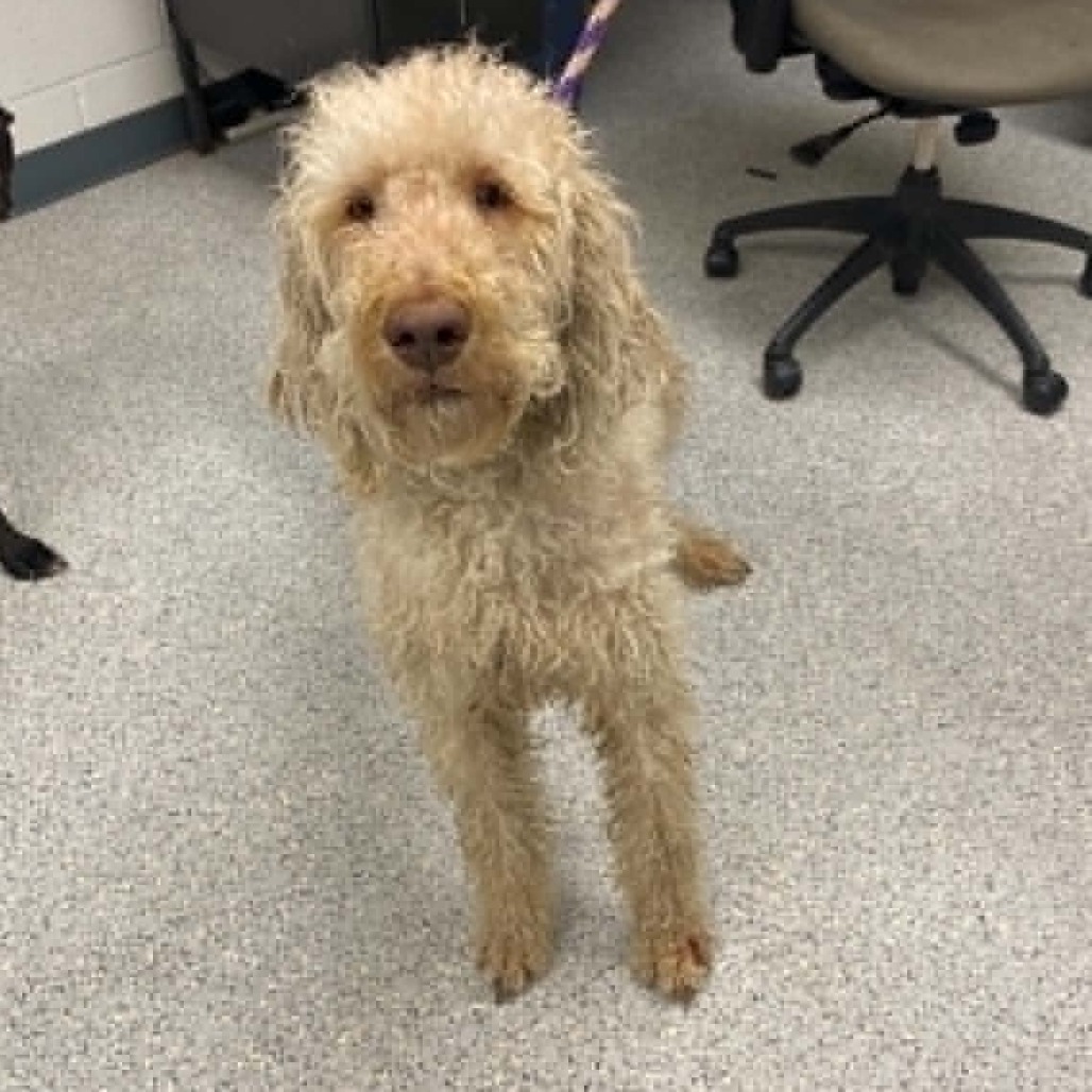 Shelter Stray Male Dog last seen , 5801 Graye Ln, Caldwell, ID 83607, USA
