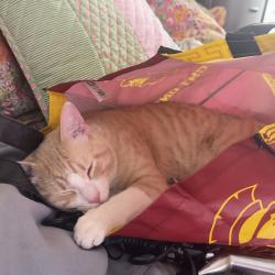 Lost Male Cat last seen Chapman, Fullerton, CA 92832