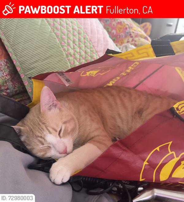 Lost Male Cat last seen Chapman, Fullerton, CA 92832