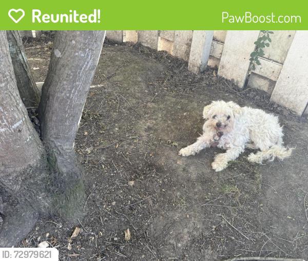 Reunited Female Dog last seen Elysian fields, Oakland, CA 94605