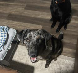 Reunited Male Dog last seen Blackland Rd , Royse City, TX 75189