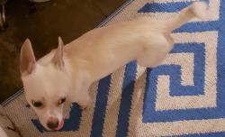 Reunited Male Dog last seen Between Nile and Rod field Rd and McArdle, Corpus Christi, TX 78412