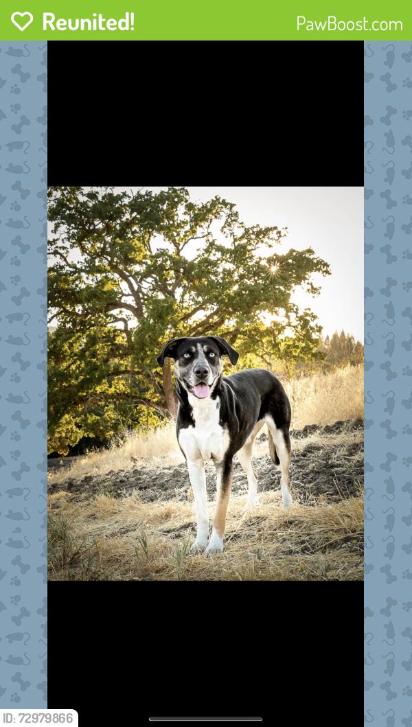 Reunited Female Dog last seen New Life Church, Alamo, CA 94507
