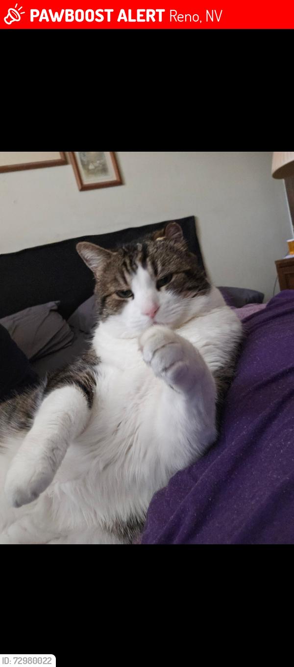 Lost Male Cat last seen Shurwood back of swop middle school , Reno, NV 89509