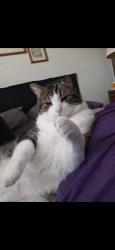 Lost Male Cat last seen Shurwood back of swop middle school , Reno, NV 89509