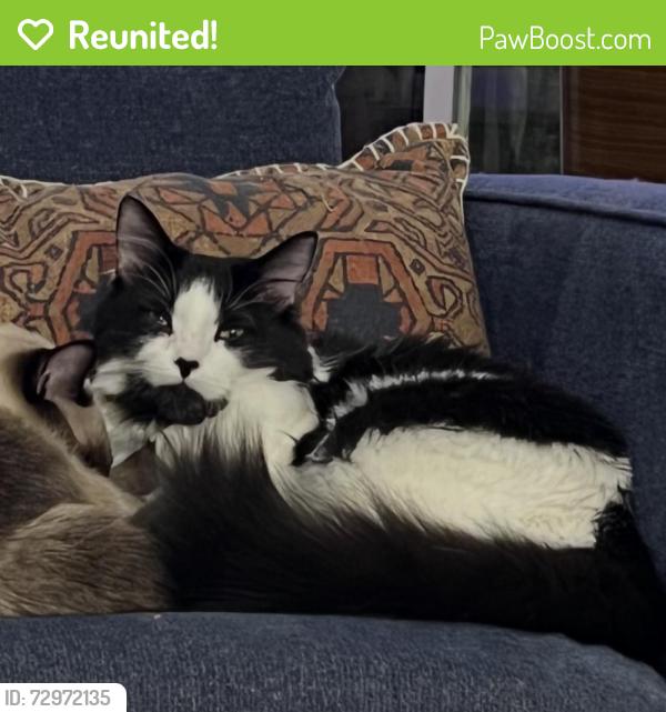 Reunited Male Cat last seen 35th and Lincoln, Minneapolis, MN 55418