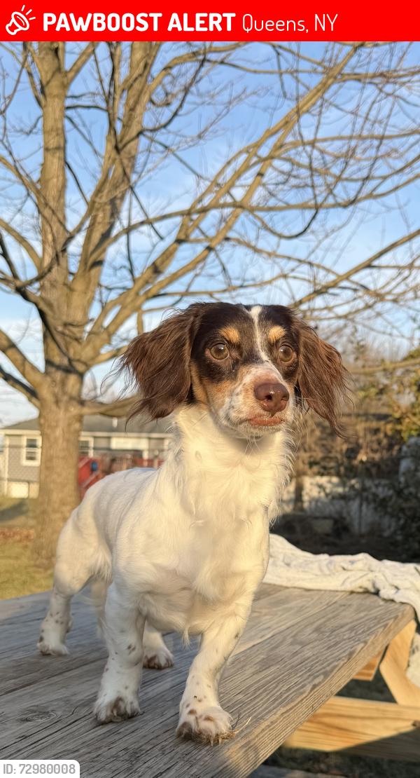 Lost Male Dog last seen Near 135th Street Apt 2K Jamaica  NY 11435 Near Queens boulevard , Queens, NY 11435