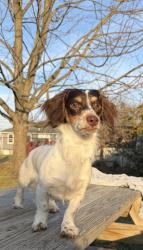 Lost Male Dog last seen Near 135th Street Apt 2K Jamaica  NY 11435 Near Queens boulevard , Queens, NY 11435