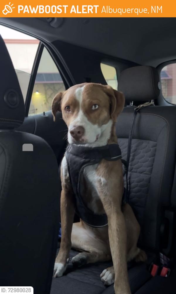 Found/Stray Female Dog last seen ABQ 87121, Albuquerque, NM 87121
