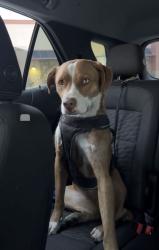 Found/Stray Female Dog last seen ABQ 87121, Albuquerque, NM 87121