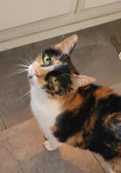 Reunited Female Cat last seen South Carson Street, Carson City, NV 89701