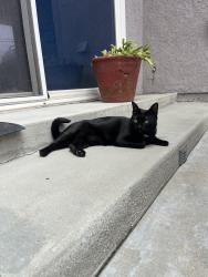 Reunited Female Cat last seen Palo verde stearns, Long Beach, CA 90815