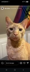 Lost Male Cat last seen Bearcreek area, RidgeView Oaks, Columbia, TN 38401