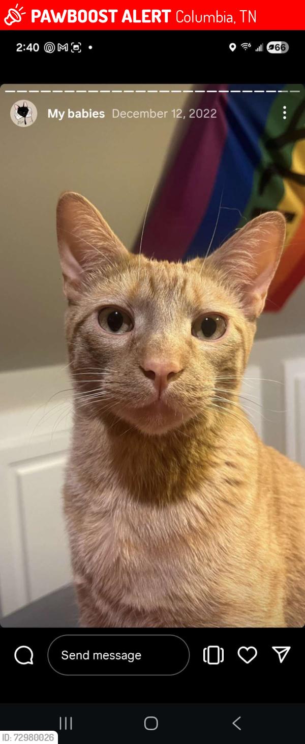 Lost Male Cat last seen Bearcreek area, RidgeView Oaks, Columbia, TN 38401