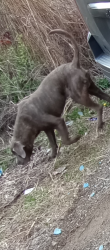 Reunited Male Dog last seen Near River Road Cincinnati OH 45204, Cincinnati, OH 45204