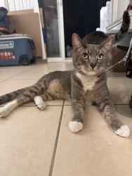 Reunited Male Cat last seen Sher Lane and Edinger, Huntington Beach, CA 92647